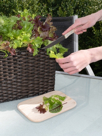 Die Schnittsalate „Struwwel und Peter“ sorgen für eine jederzeit frische Salaternte, im Garten ebenso wie auf dem Fensterbrett. Bildquelle: BGV